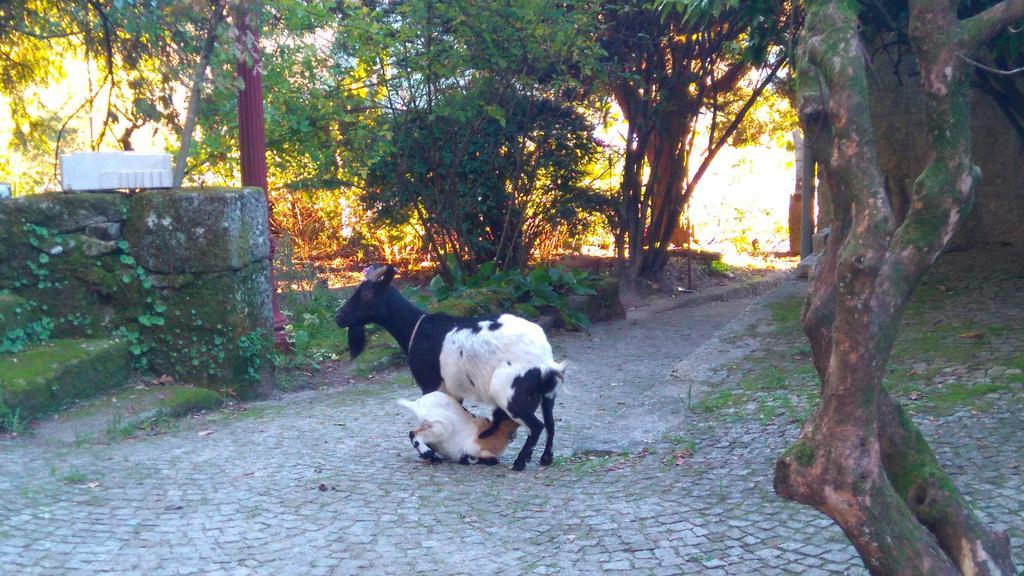 Гостевой дом Alvores Do Tempo - Quinta De Turismo Rural Каштру-Дайри Экстерьер фото