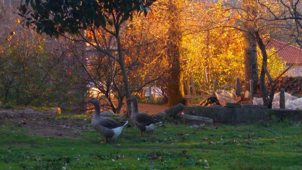 Гостевой дом Alvores Do Tempo - Quinta De Turismo Rural Каштру-Дайри Экстерьер фото